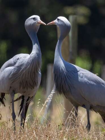 Journeys-End-Blue-Cranes-7