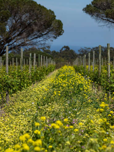 Journey's End Cover Crop (5)