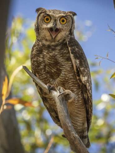 Journeys-End-Owls-3