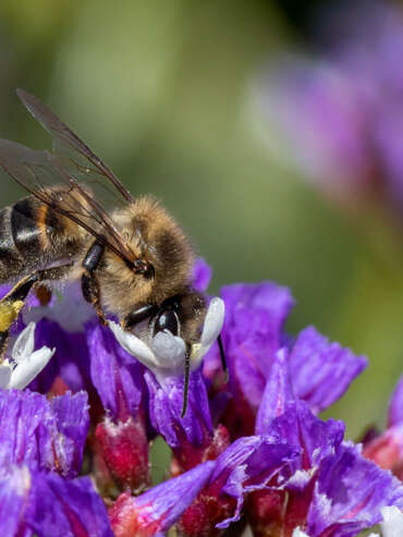 Journey's End bees (6)