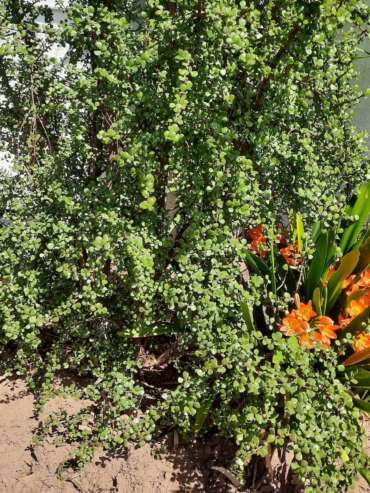 Spekboom-plantings-Sept-Oct-2021-5