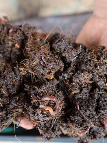 worms