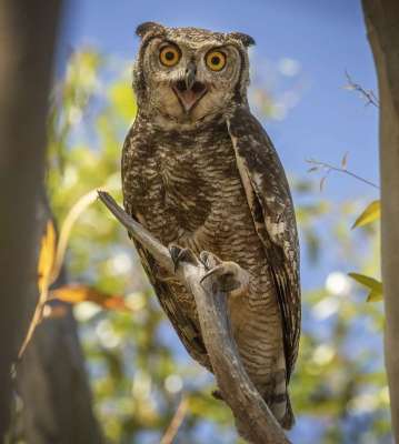 Journeys-End-Owls-3